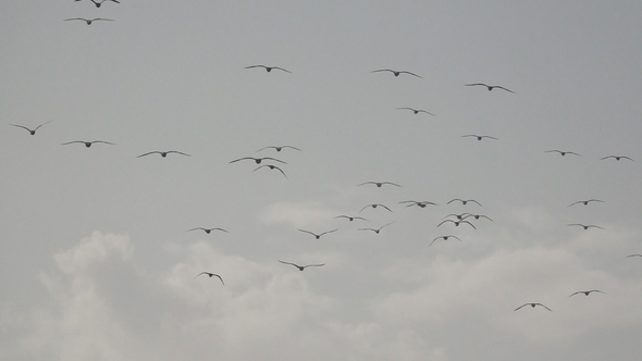 Rear View of Birds Flying in Super