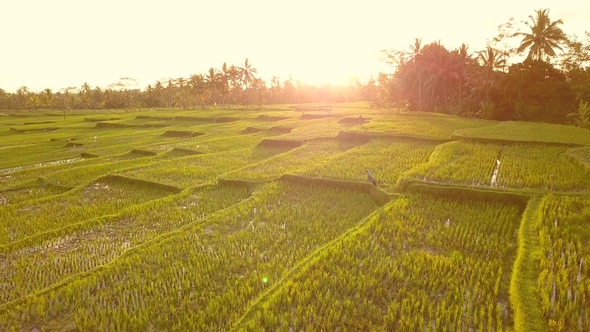 Amazing Sunset at Rice Paddy Fields. ,  Bali, Indonesia.