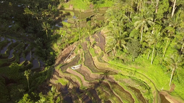 Rice Paddy Fields in Ubud, Bali, Indonesia