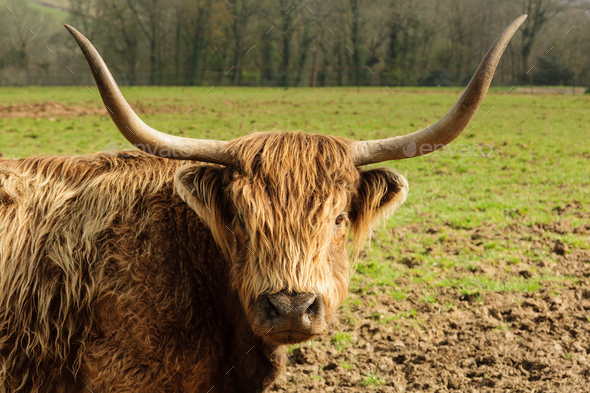 Highland Cattle - Stock Photo - Images