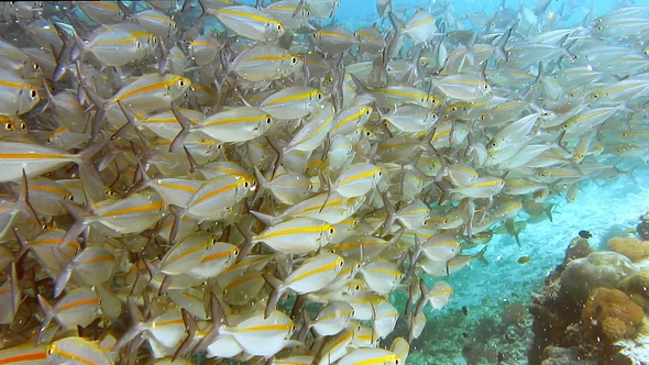 School of Reef Fish and Scuba Diver Swimming Under Pier on Arborek Island in the Raja Ampat Islands alt