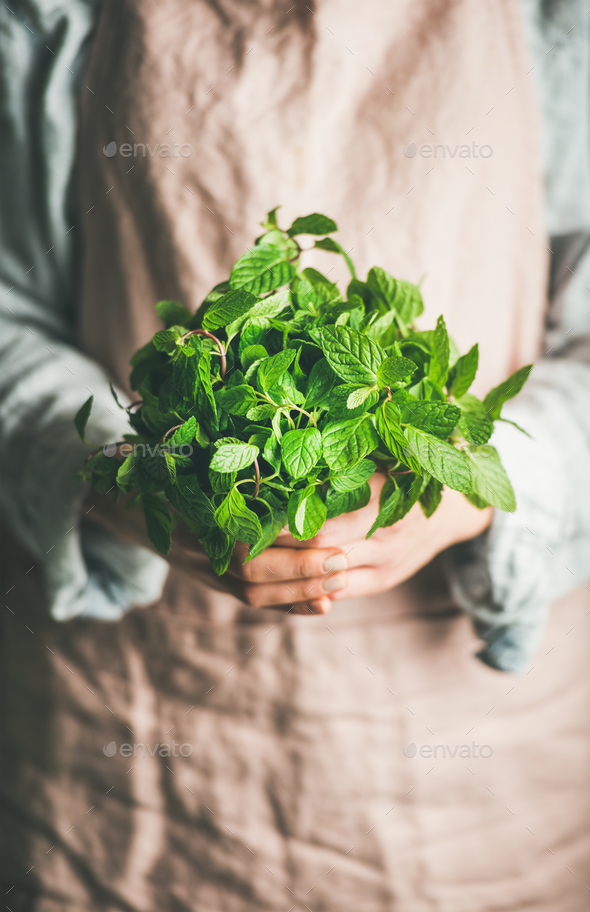 Female farmer holding bunch of fresh green mint - Stock Photo - Images