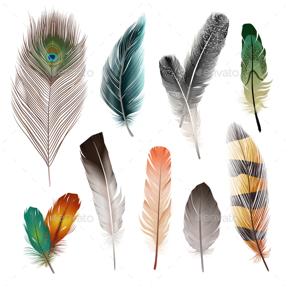 Bird Feathers Set, Vectors