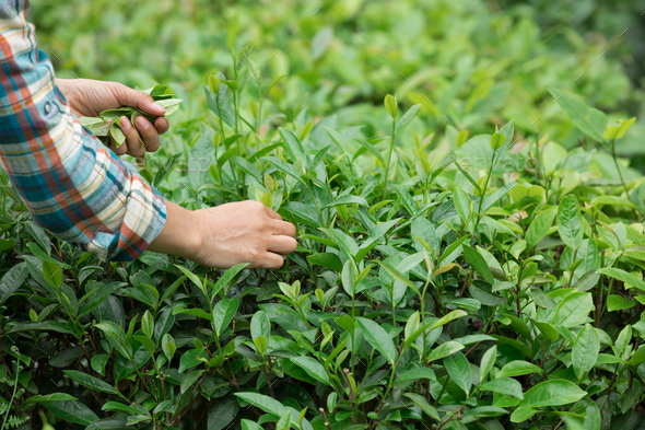 Hands picking tea leaves in garden