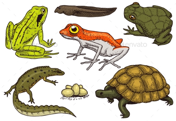 Reptiles and Amphibians Set - Animals Characters