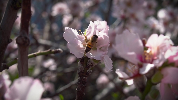 Bee Pollinates Almond Flower alt