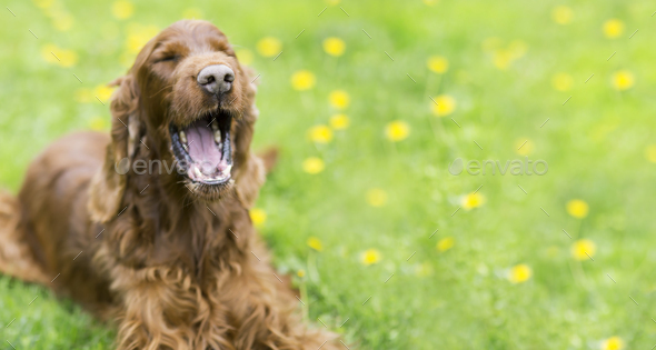 Funny dog laughing
