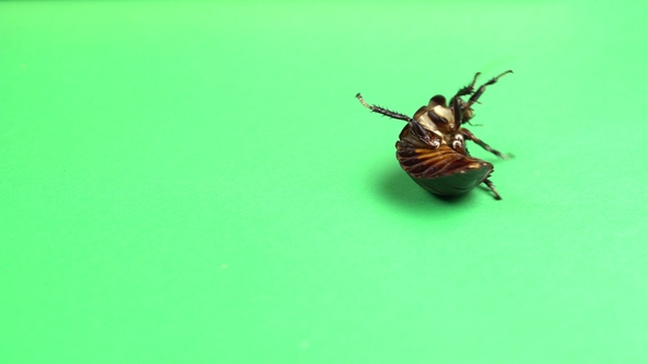 One Cockroach Spinning on Its Back and Trying To Stand on Its Paws alt