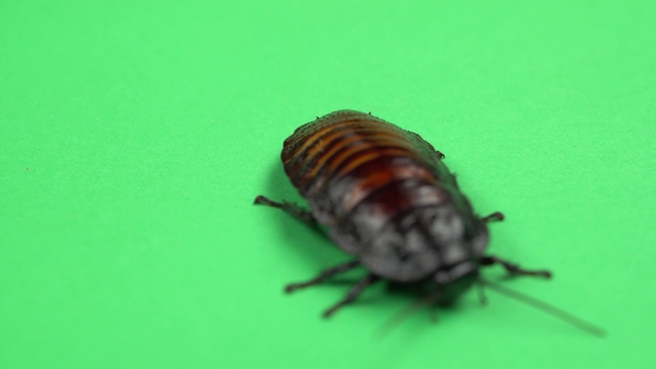 One Cockroach Spinning on Its Back and Trying To Stand on Its Paws alt