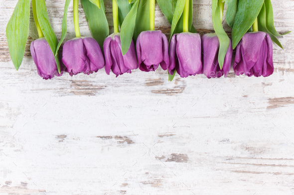 Bouquet of purple tulips for different occasions on white rustic boards Stock Photo by ratmaner