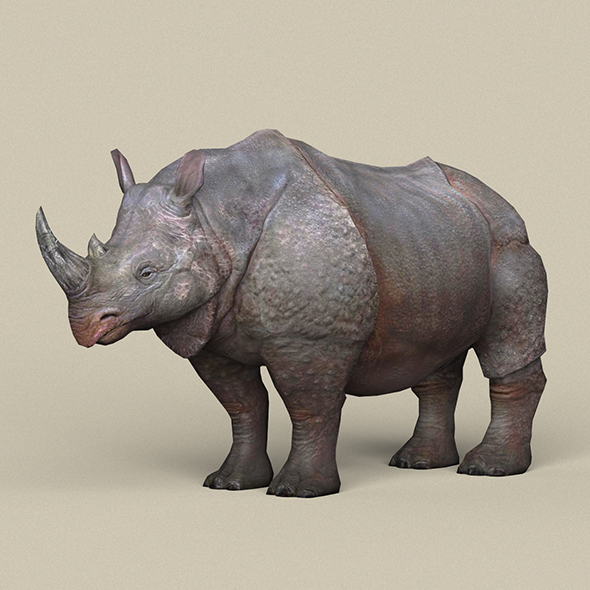 Game Ready Rhinoceros - 3Docean 21804575