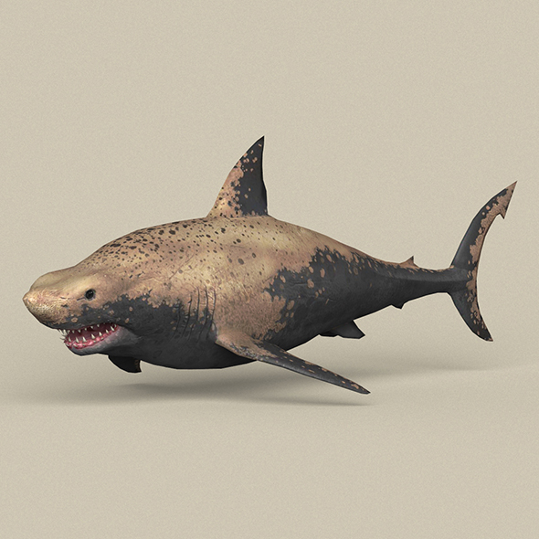 Game Ready Shark - 3Docean 21804958