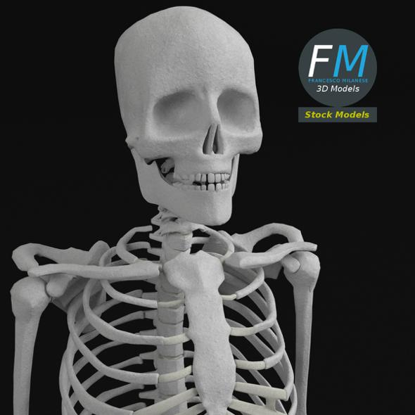 Anatomy - Complete Human Skeleton - 3DOcean Item for Sale