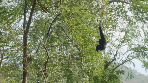 Siamang Climbing Tree in Zoo
