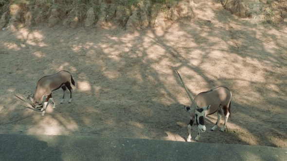 Couple of Antelopes on Territory of Zoo