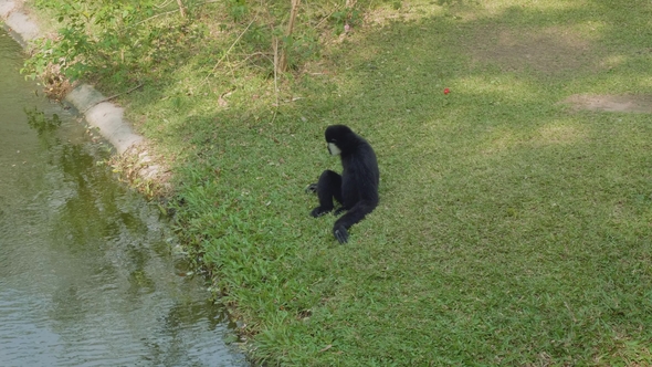 Siamang Sits on Green Grass Near River