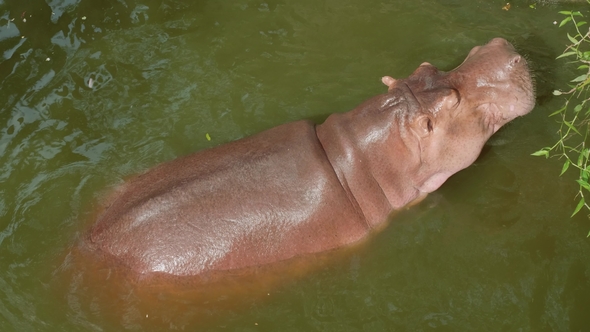 View of Hippopotamus Swimming in Reservoir in Zoo