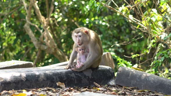 Makak Monkey with Albugo and Cub Sitting Near the Road in Mountain National Park in Thailand