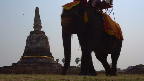 Elephant Riding in Ayutthaya. The Tourist Rode on Elephant Back To See the Pra Nakorn Sri Ayutthaya