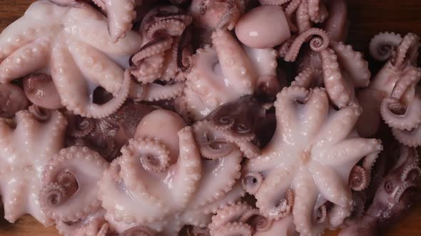 Fresh Baby Octopuses 44 alt