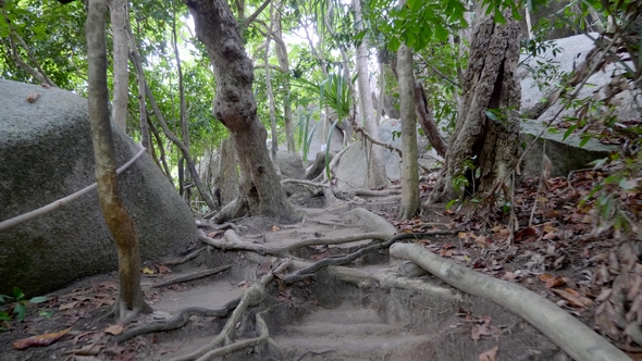 Pathway in the Jungle