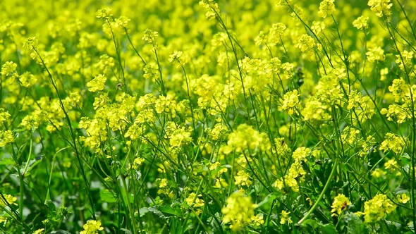 Many Yellow Barbarea Vulgaris