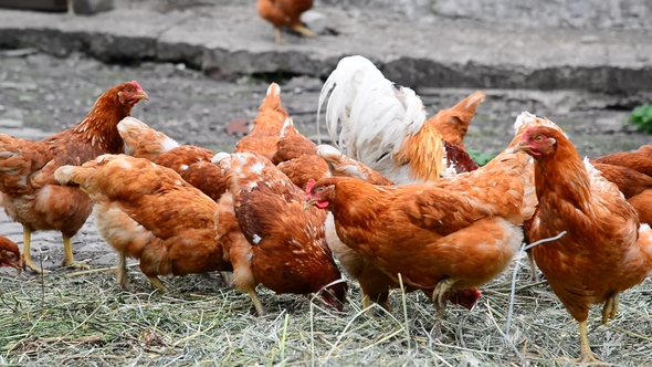 Breeding Hens in Poultry House