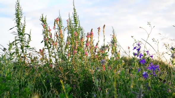 Different Meadow Herbs at Sunset, Russia