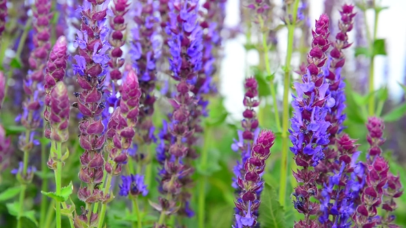 Salvia Superba  on Meadow