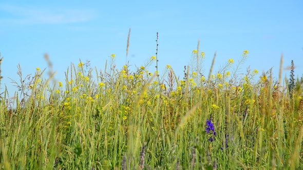 Wild Meadow of Central Russia in July