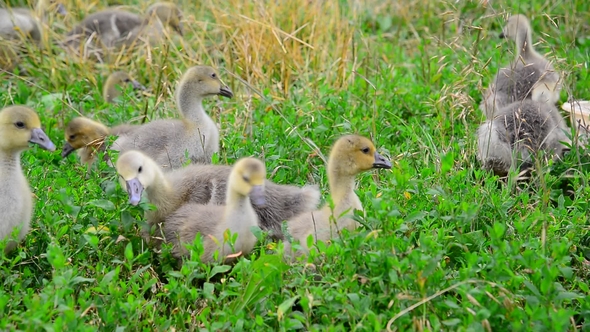 Flock of Goose Grazing on Green Grass
