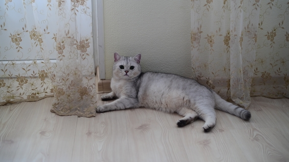 White Scottish Pristine Purebred Cat Lying on Floor in Room