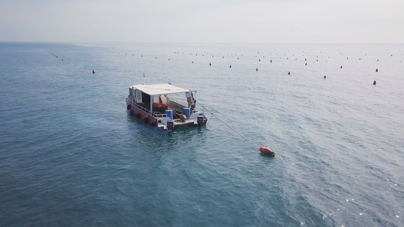  Plantation for Growing Mussels and Oysters alt