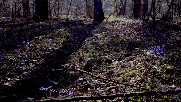 First Spring Forest Flowers