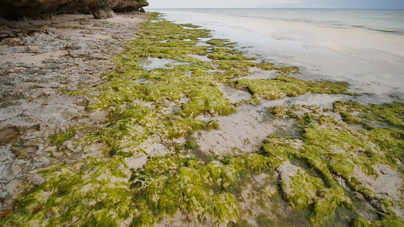 Flowering Algae on the Coast of the Island of Bohol. Philippines. Evening Time alt