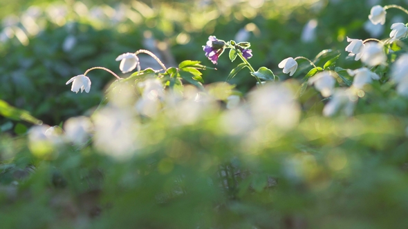 Forest Flowers at Dawn. Spring in the Forest. Sun Rays.