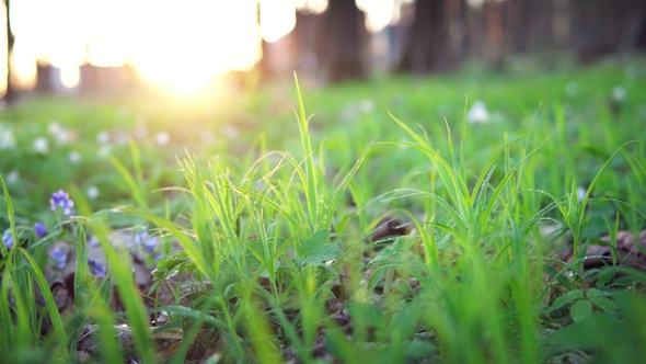 Forest Flowers at Dawn. Spring in the Forest. Sun Rays.