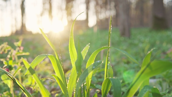 Forest Flowers at Dawn. Spring in the Forest. Sun Rays.