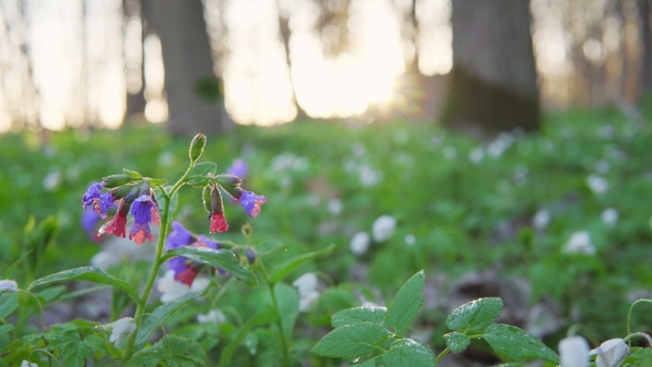 Forest Flowers at Dawn in the Spring Sunrays