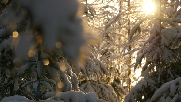 Sunlight in Winter Forest. Sunshine Through Tree Branches Covered With Snow