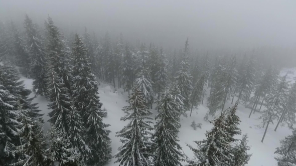 Drone Flies over the Coniferous Forest during a Blizzard alt