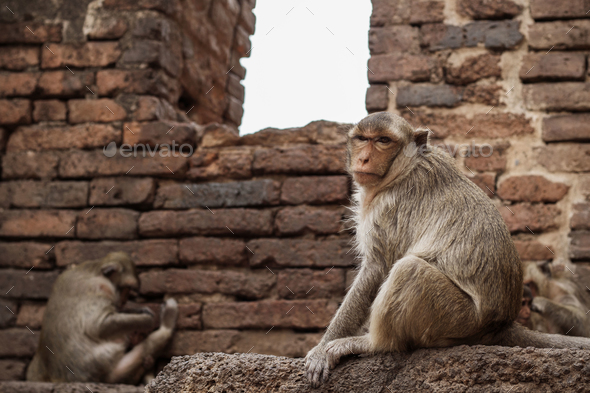 monkey on brick Stock Photo by RK1919 | PhotoDune