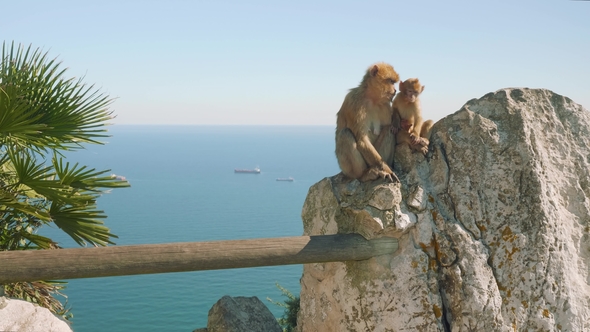 Monkey Mom and Its Baby in Gibraltar with Ship on the Background