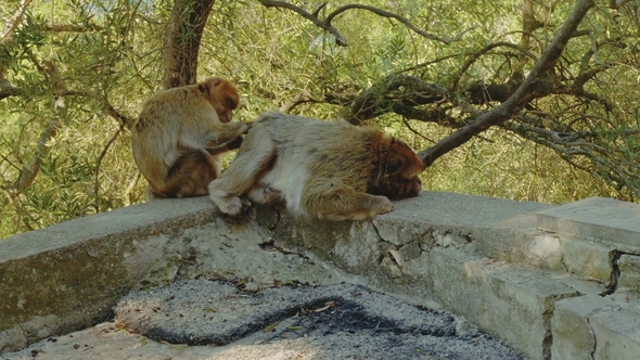 Monkey Couple Picking in Fur of Each Other Looking for Insects
