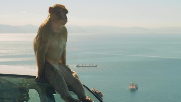 Monkey Is Sitting on Car on Sunny Day with Gibraltar on Background