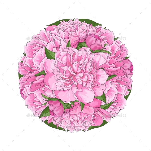 Pink Peony Bouquet in Round Shape Isolated - Flowers & Plants Nature