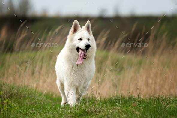 Berger Blanc Suisse White German Shepherd