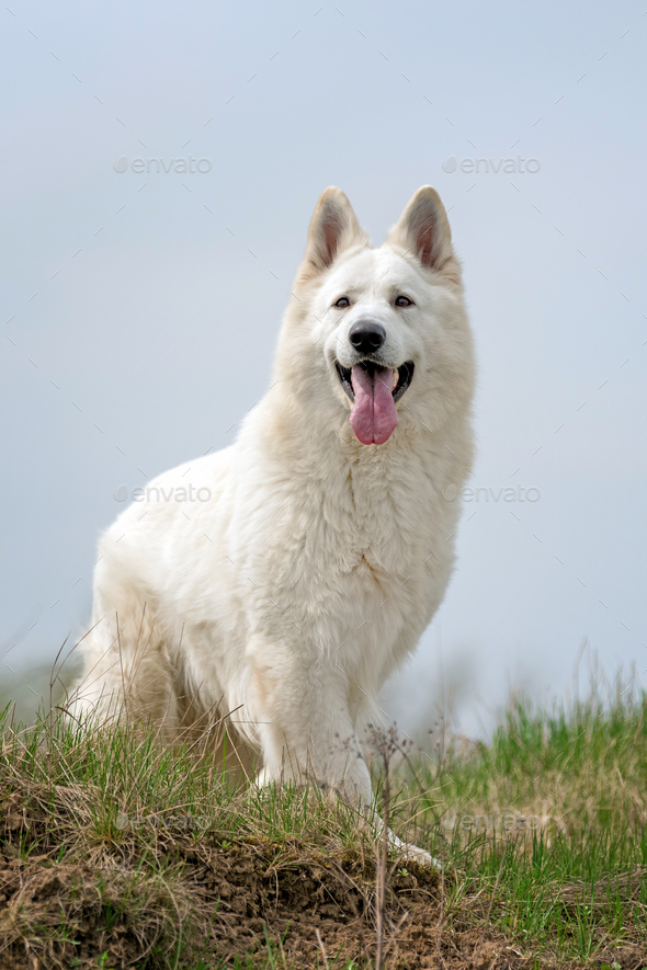 Berger Blanc Suisse White German Shepherd