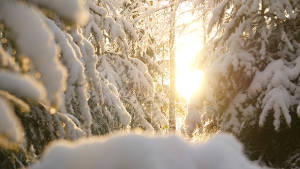 Snowy Winter Trees. Snowy Forest on Winter Time, Sun Shines in Wwinter Woods. Sun Shine Through Tree alt