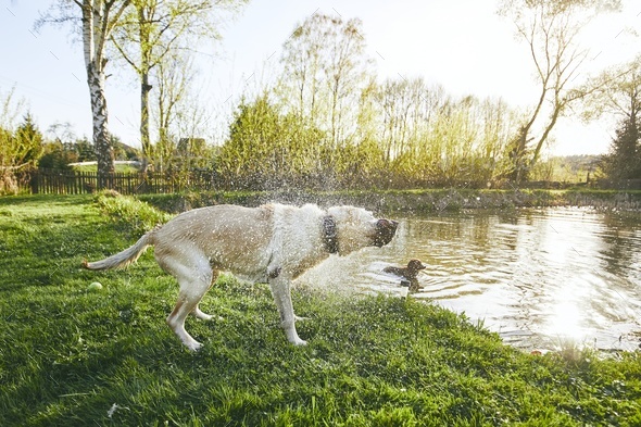 Dog shaking off water Stock Photo by Chalabala | PhotoDune